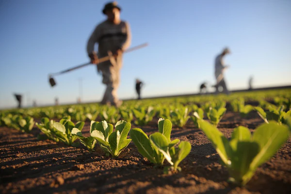 yield farming